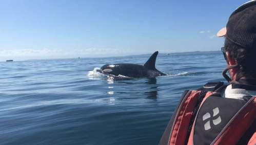 A person in a kayak watches an orca swimming in calm waters under a clear blue sky.