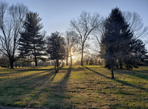Sunlight filters through trees, casting long shadows on a grassy area in a serene landscape.