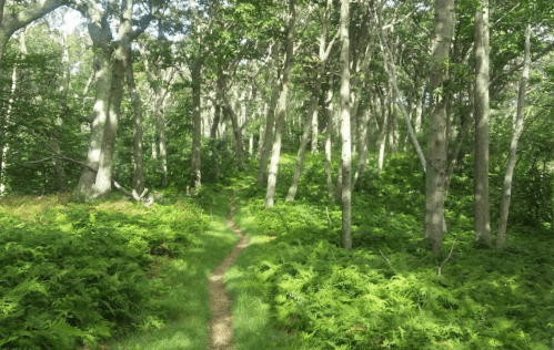 A serene forest path winding through lush greenery and tall trees, surrounded by vibrant ferns.
