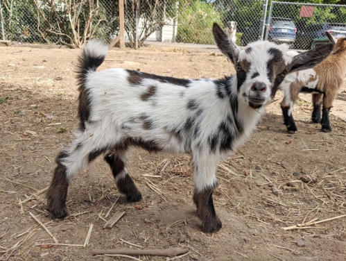 A playful black and white goat kid stands on dirt, with a fence and other goats in the background.