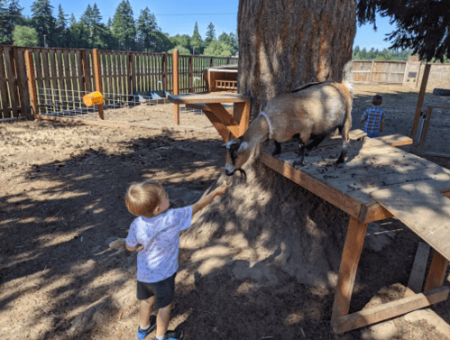 A child reaches out to feed a goat near a tree in a petting zoo, with another child playing in the background.
