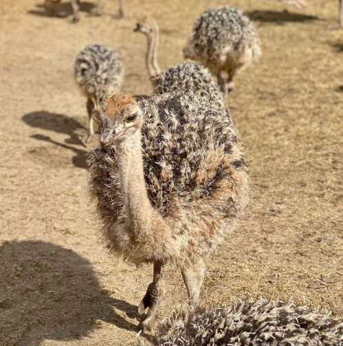 A group of ostriches walking on dry ground, showcasing their fluffy feathers and long necks.