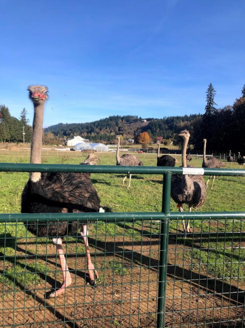 A group of ostriches stands in a green field, with trees and a blue sky in the background.