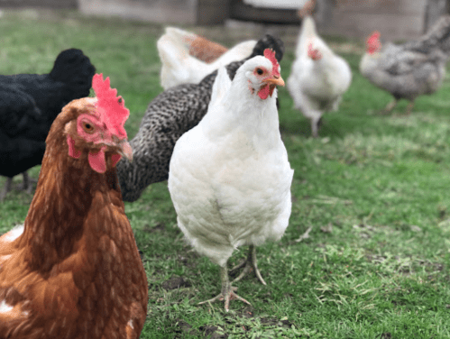 A group of chickens of various colors and breeds foraging on green grass.