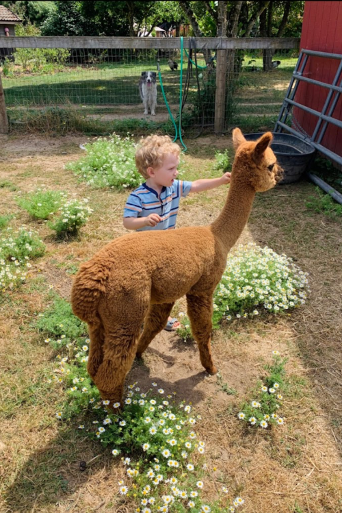 A child interacts with a fluffy brown alpaca in a grassy area filled with flowers. A dog is visible in the background.