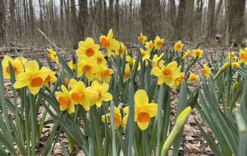 A field of bright yellow daffodils blooming among green leaves in a wooded area.