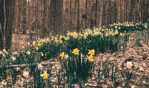 A forest scene with a vibrant row of yellow daffodils blooming among bare trees and fallen leaves.