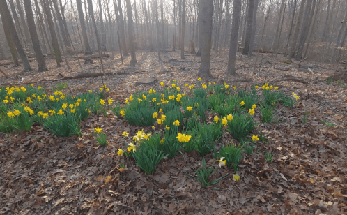 A forest scene with blooming yellow daffodils among brown leaves and bare trees in soft, diffused light.