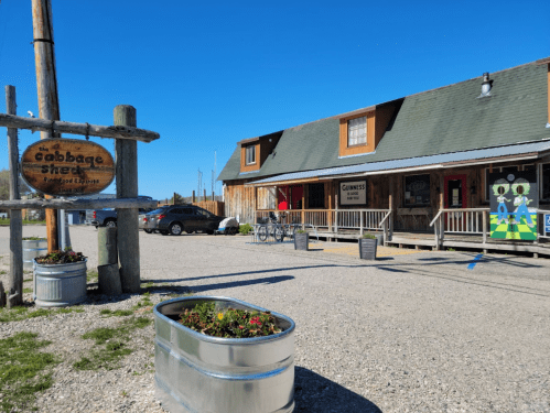 A rustic building with a sign reading "The Cabbage Shed," surrounded by gravel and flower planters under a clear blue sky.