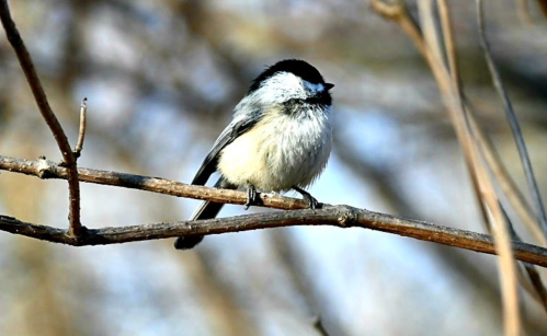 A small, fluffy bird with a black cap perched on a thin branch against a blurred background of twigs.