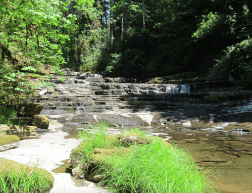 A serene forest scene featuring a rocky stream with small waterfalls, surrounded by lush greenery and grass.