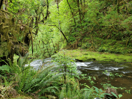 A serene forest scene with a flowing river, lush greenery, and ferns along the banks.