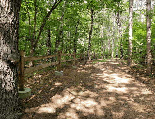 A wooded path lined with a wooden fence, surrounded by lush green trees and dappled sunlight on the ground.