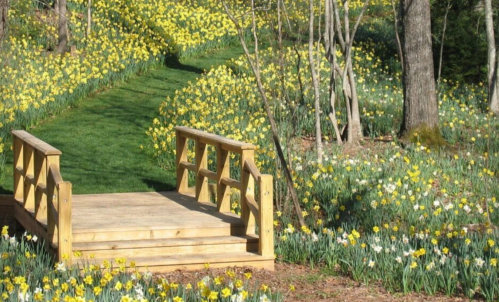 A wooden bridge over a grassy path surrounded by blooming yellow daffodils in a serene garden setting.