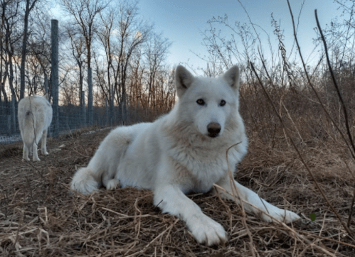 A white dog lying in tall grass, with another dog in the background and trees silhouetted against a sunset sky.