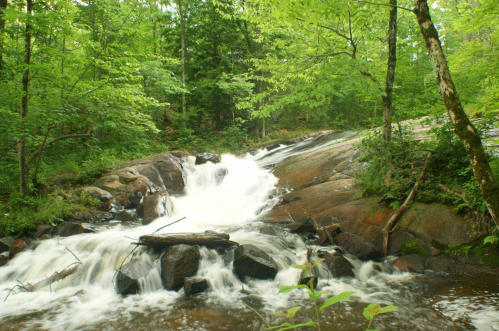 A serene forest scene featuring a flowing stream over rocks, surrounded by lush green trees.