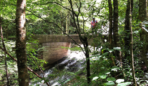 A person in a pink shirt stands on a bridge over a stream, surrounded by lush green trees and foliage.