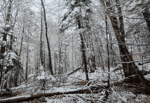 A snowy forest scene with bare trees and a light dusting of snow on the ground and branches.