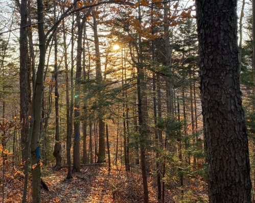 Sunlight filters through trees in a forest, casting warm hues on fallen leaves and the forest floor.
