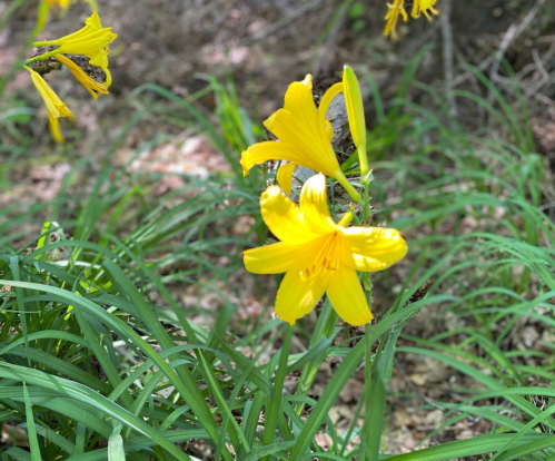 Bright yellow flowers bloom among lush green grass in a natural setting.