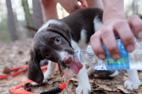 A brown and white puppy drinks water from a bottle held by a person in a wooded area.