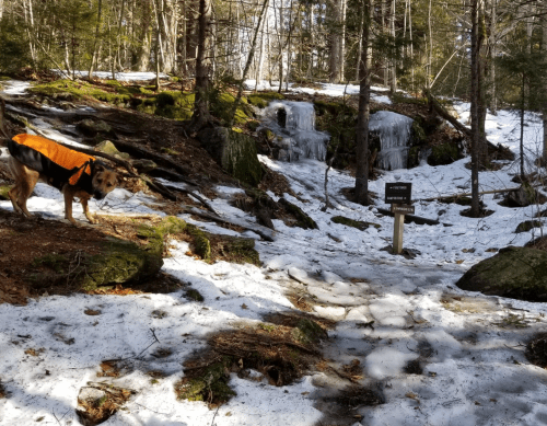 A dog in an orange coat stands near a snowy trail with a sign and a small frozen waterfall in the background.