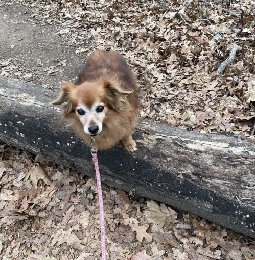 A small brown dog with a leash stands on a fallen log, surrounded by dry leaves in a wooded area.