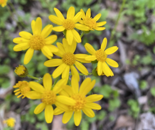A cluster of bright yellow flowers with small petals and a central disc, surrounded by green foliage.
