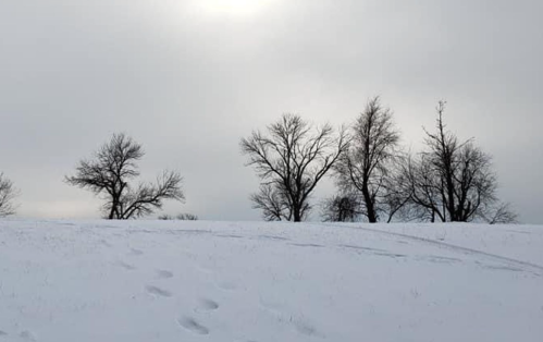 A snowy landscape with a hill and bare trees silhouetted against a cloudy sky. Footprints lead into the scene.