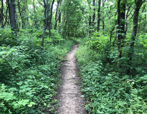 A narrow dirt path winds through a lush, green forest filled with trees and dense undergrowth.