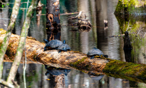 Three turtles basking on a log in a serene, reflective swamp environment surrounded by trees.
