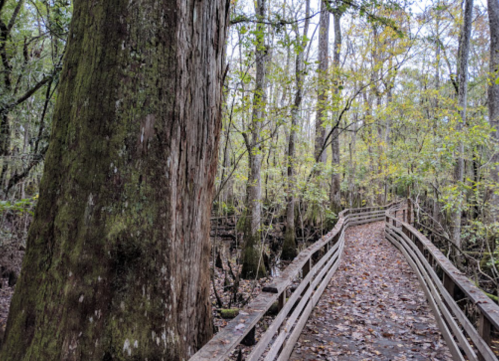 A wooden boardwalk winds through a lush, green forest with tall trees and fallen leaves on the ground.