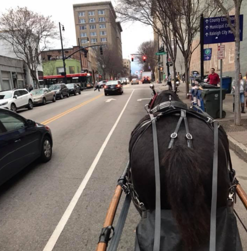 View from a horse-drawn carriage on a city street, with cars and buildings in the background.