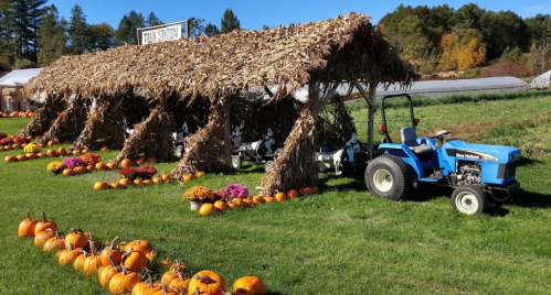 A blue tractor parked beside a pumpkin patch with a straw-covered shelter and colorful flowers in the foreground.