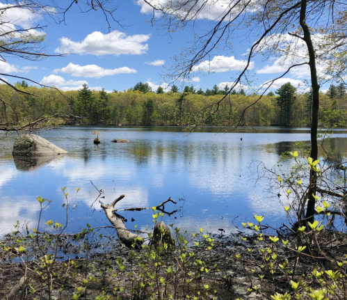 A serene lake surrounded by trees, reflecting blue skies and fluffy clouds, with a few rocks and branches in the foreground.