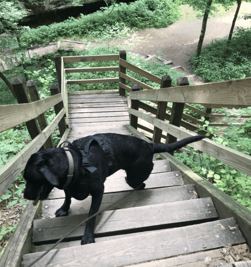 A black dog walks down wooden stairs in a lush green forest.