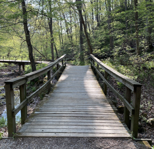 A wooden bridge spans a serene forest path, surrounded by lush green trees and sunlight filtering through the leaves.