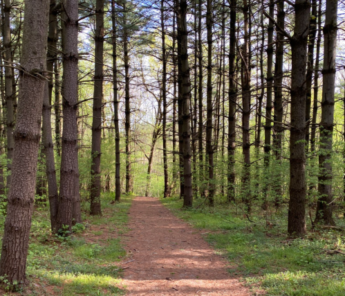 A serene forest path lined with tall trees and lush greenery, inviting exploration on a sunny day.