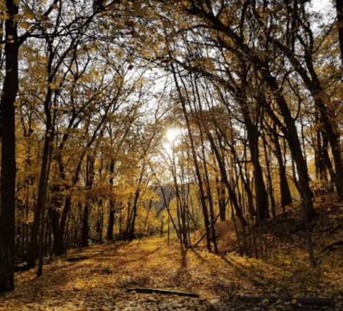 A sunlit forest path surrounded by trees with vibrant autumn leaves, creating a warm, golden atmosphere.