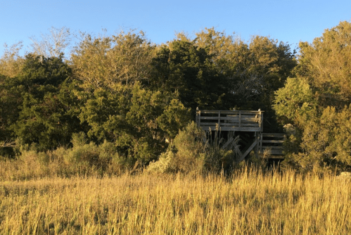 A wooden observation deck partially hidden among tall grass and trees under a clear blue sky.
