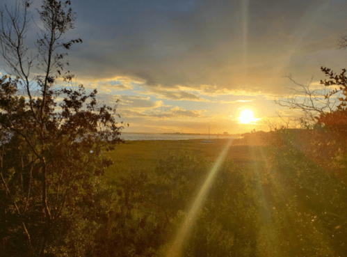 A serene sunset over a grassy landscape, with trees framing the view and soft clouds in the sky.