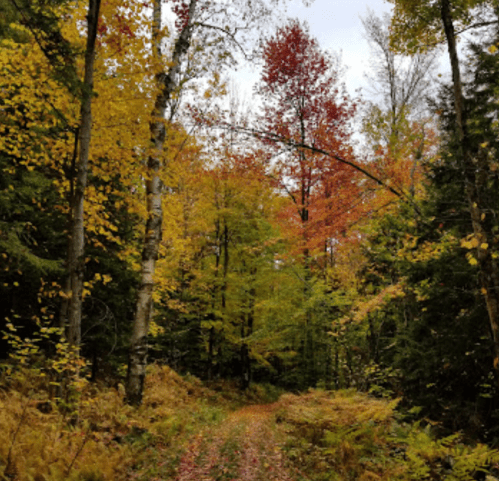 A serene forest path surrounded by trees displaying vibrant autumn foliage in shades of red, orange, and yellow.