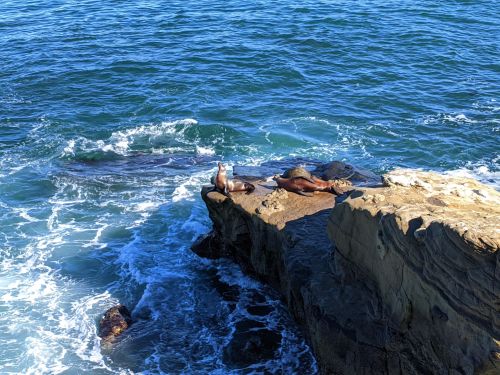 Seals lounging on a rocky outcrop by the ocean, with waves gently crashing around them.