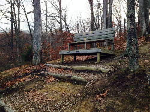 A wooden bench sits on a hillside surrounded by bare trees and fallen leaves, with steps leading up to it.