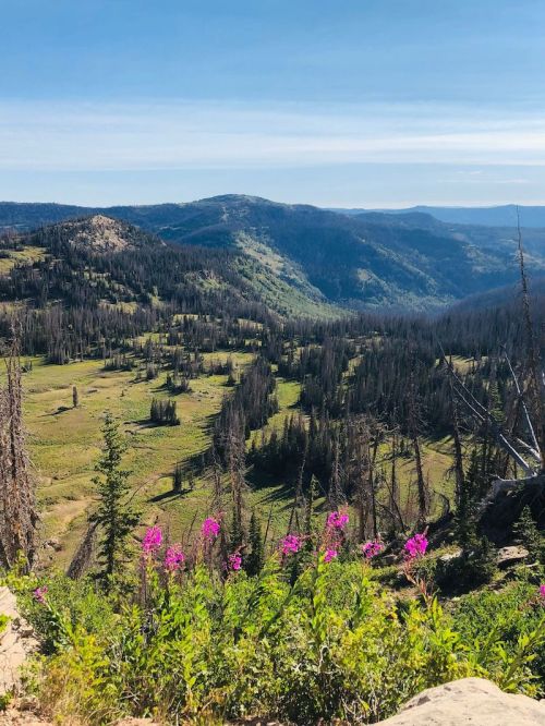 A scenic view of a mountainous landscape with green valleys and pink wildflowers in the foreground.