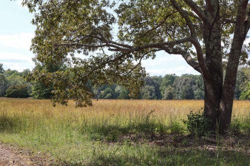 A serene landscape featuring a grassy field bordered by trees under a clear blue sky.
