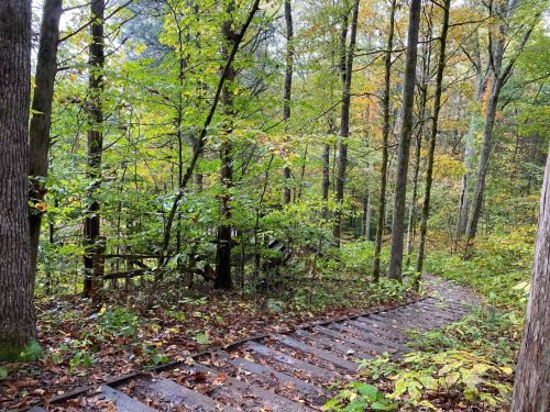 A winding wooden path through a lush forest with colorful autumn foliage and tall trees.