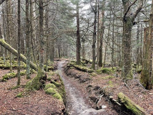 A winding dirt path through a dense forest with moss-covered trees and fallen logs.
