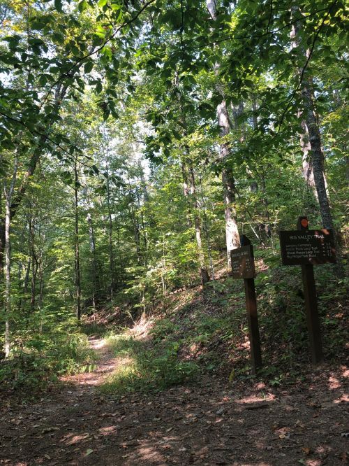 A wooded trail with signs for Big Valley Trail, surrounded by lush green trees and dappled sunlight.