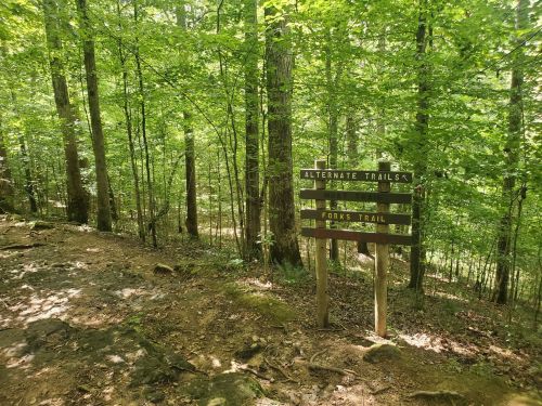 A wooden signpost in a lush green forest indicating alternate trails and Forks Trail.